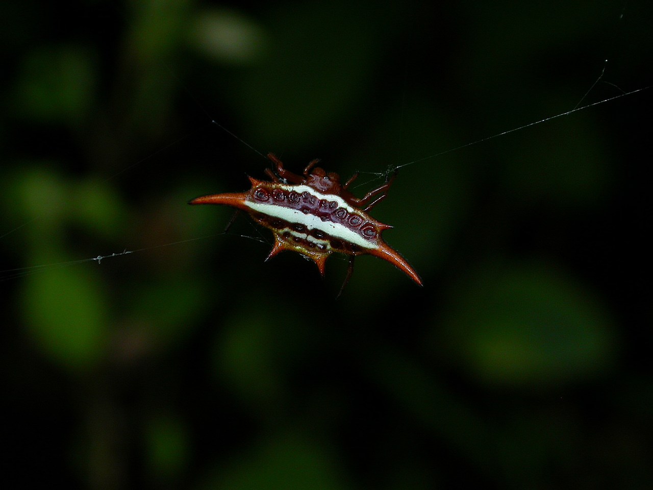 Gasteracantha versicolor Gasteracantha versicolor